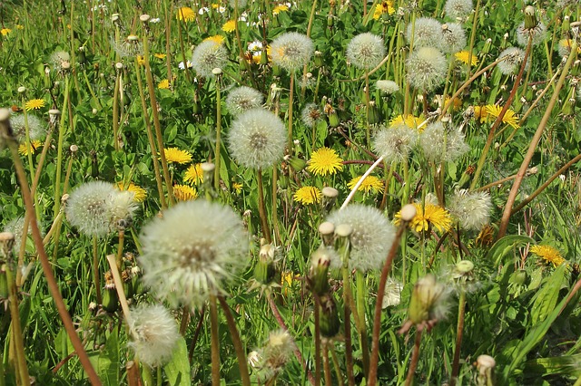 Allergologia